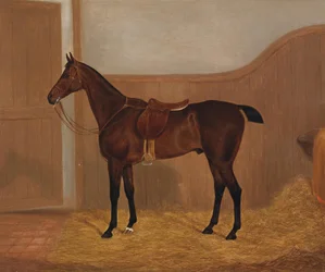 Pferdeporträt (Fireland oder Cocktail)